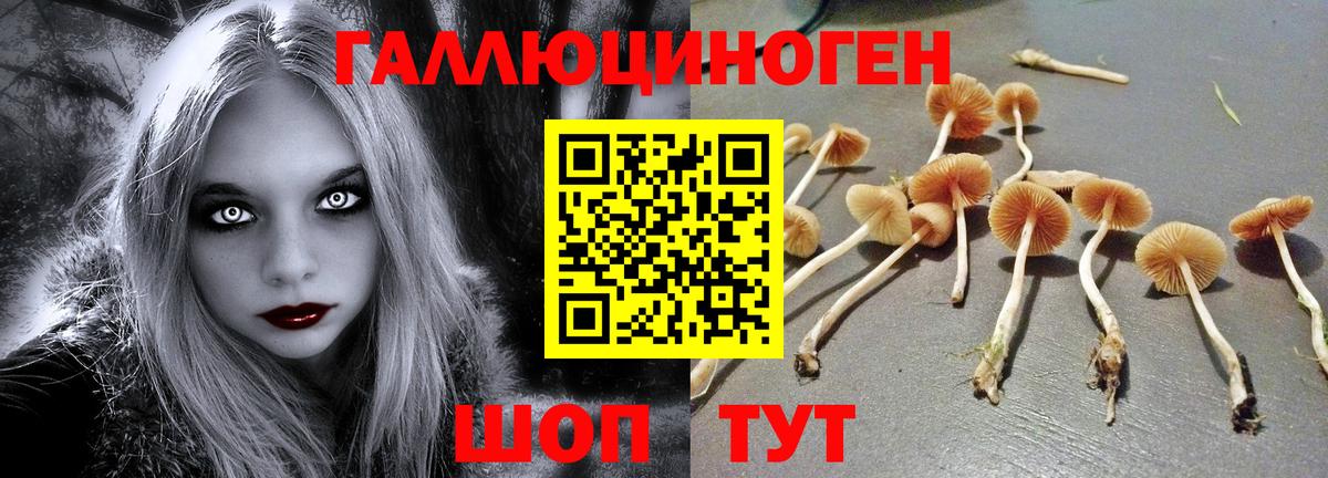 Галлюциногенные грибы Psilocybine cubensis Оренбург